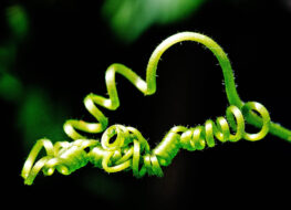 004 - botanischer garten